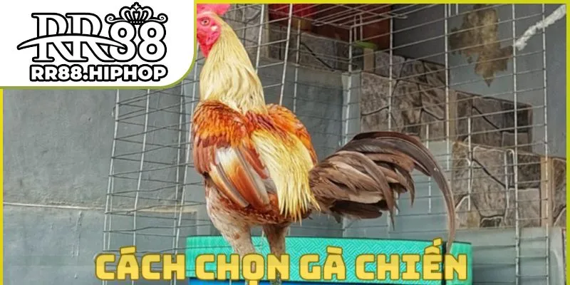 cach-chon-ga-chien
